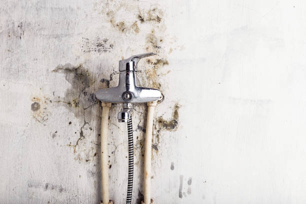 Best Commercial Mold Removal  in Hudson, IL