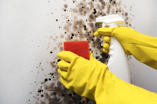 Best Toxic Mold Removal  in Hudson, IL