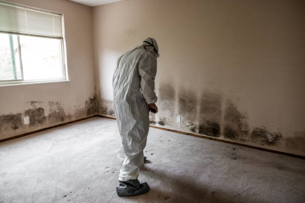 Best Mold Damage Repair  in Hudson, IL