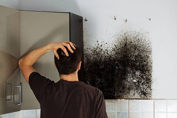 Professional Mold Removal in Hudson, IL