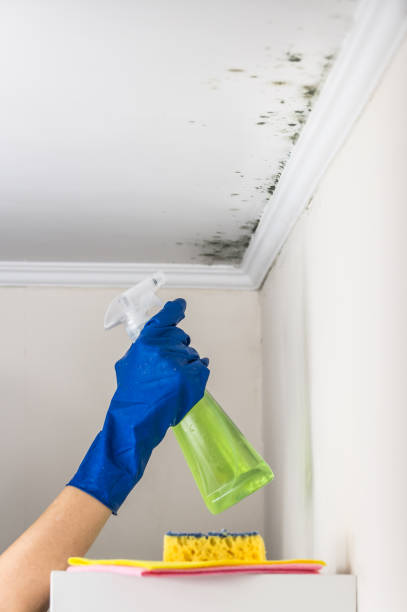 Best Local Mold Removal Service  in Hudson, IL